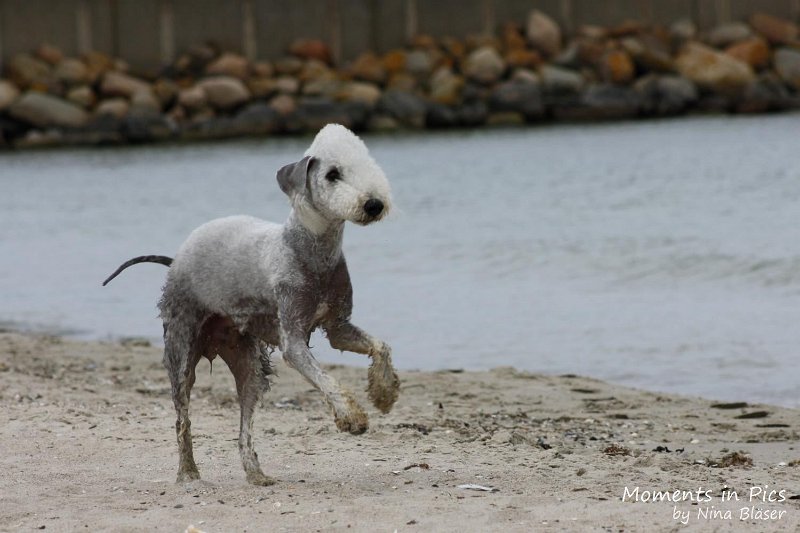2010-06-26 Arc-en-ciel Arlequin (30).jpg